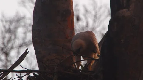Crested Eagle Chick Standing and Opening Wings in Nest in Tambopata, Peru Stock Footage 316012865