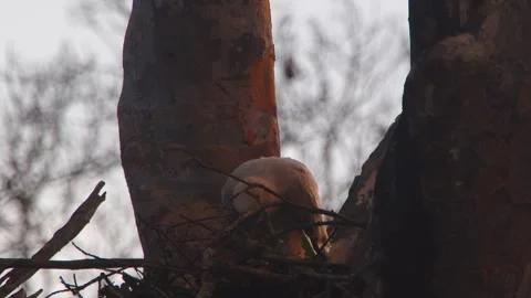 Crested Eagle Chick Standing and Arranging Leaves in Nest in Tambopata, Peru Stock Footage 316012909