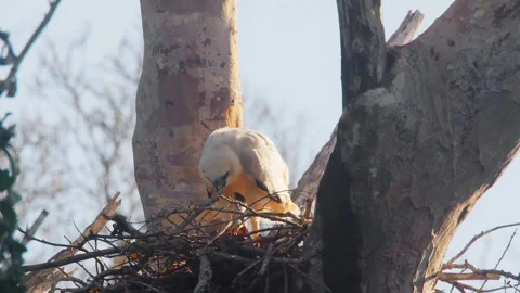 Crested Eagle Chick Standing in Nest with Open Beak Stock Footage 316026572