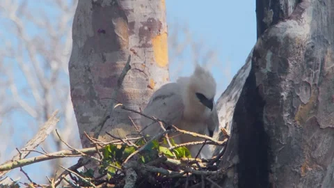 Crested Eagle Chick Standing in Nest under Morning Light Stock Footage 316067094
