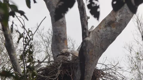Crested Eagle Chick Standing with Spread Wings under Cloudy Sky in Peru Stock Footage 316016556
