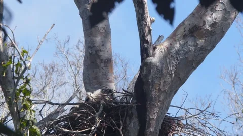 Crested Eagle Chick Standing with Wings Open and Butterflies in Tambopata, Peru Stock Footage 316016558