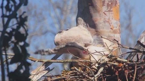 Crested Eagle Chick Stretching and Lying Down in Nest in Tambopata, Peru Stock Footage 316014512