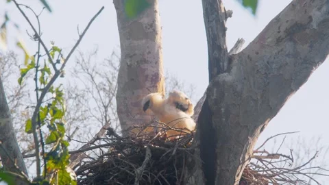 Crested Eagle Chick Stretching and Looking Around in Nest Stock Footage 316026061