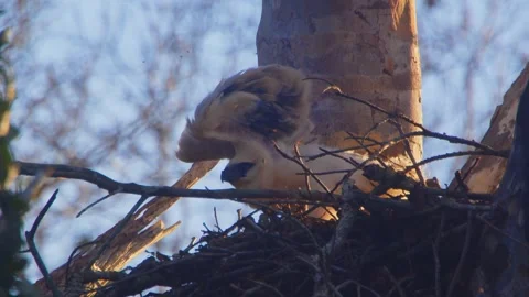 Crested Eagle Chick Stretching Wings in Golden Light in Tambopata, Peru Stock Footage 316012135