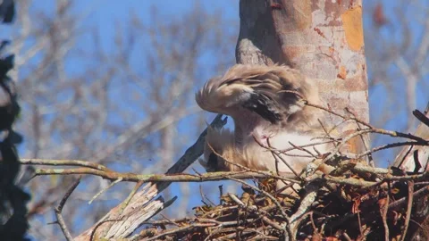 Crested Eagle Chick Stretching Wings under Blue Sky in Tambopata, Peru Stock Footage 316013318
