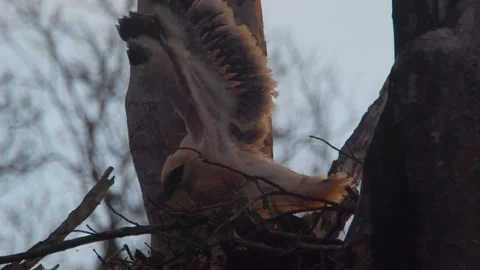 Crested Eagle Chick Stretching Wings in Nest Stock Footage 316019765