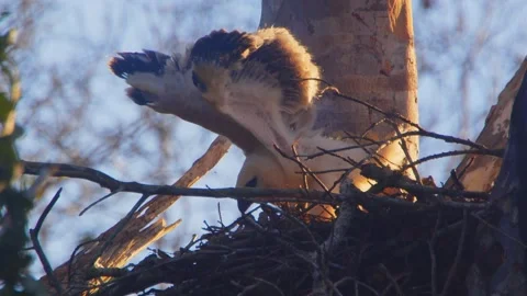Crested Eagle Chick Stretching Wings in Sunset Light in Tambopata, Peru Stock Footage 316026722