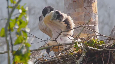 Crested Eagle Chick Stumbling on Edge of Nest Stock Footage 316021569