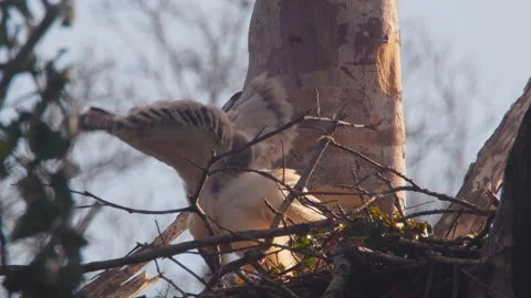 Crested Eagle Chick Stumbling then Sitting in Nest Stock Footage 316022123