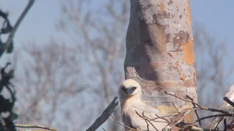 Crested Eagle Chick Tilt Down Looking at Camera with Butterflies in Peru Stock Footage 316014795
