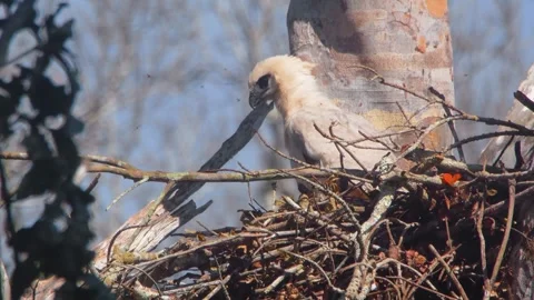 Crested Eagle Chick Tilt Up Stretching under Blue Sky in Tambopata, Peru Stock Footage 316015247