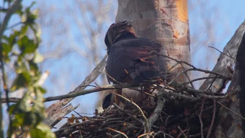 Crested Eagle with Chick under Clear Blue Sky Stock Footage 316018232