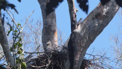 Crested Eagle Chick Watching with Breeze in Blue Sky in Tambopata, Peru Stock Footage 316016692