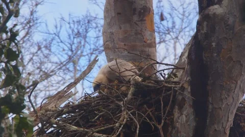 Crested Eagle Chick Watching Butterflies in Nest in Tambopata, Peru Stock Footage 316011432
