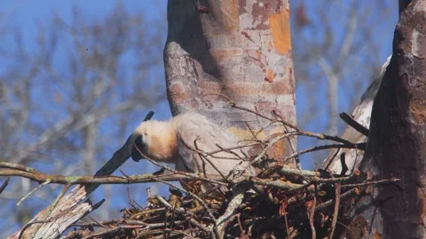 Crested Eagle Chick Watching Butterfly in Nest in Tambopata, Peru Stock Footage 316013277