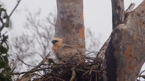 Crested Eagle Chick Wet Looking Around in Nest After Rain Stock Footage 316023914