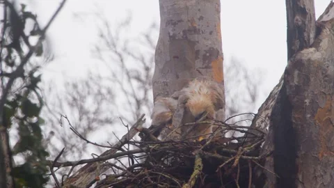 Crested Eagle Chick Wet Standing in Nest After Rain Stock Footage 316025309