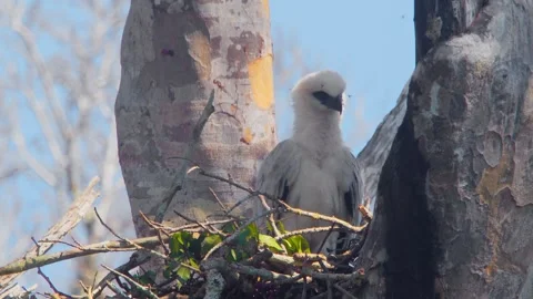 Crested Eagle Chick Yawning in Nest with Butterflies Stock Footage 316067163
