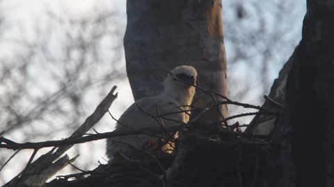 Crested Eagle Chick Yawning at Sunset in Tambopata, Peru Stock Footage 316067176