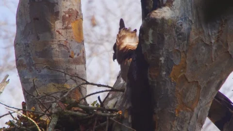 Crested Eagle with crest feathers lifted by breeze in Tambopata, Peru Stock Footage 316010689