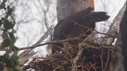 Crested Eagle Eating Prey with Feathers Blowing Stock Footage 316017942
