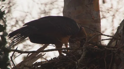 Crested Eagle Feeding Chick Fresh Prey in Tambopata, Peru Stock Footage 316017508