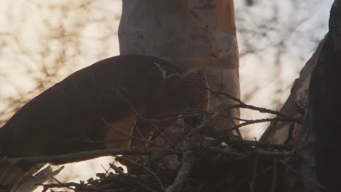 Crested Eagle Feeding Chick in Nest Tilt Up in Tambopata, Peru Stock Footage 316017380