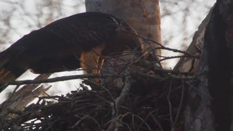 Crested Eagle Feeding Chick Tilt Up in Tambopata, Peru Stock Footage 316017336