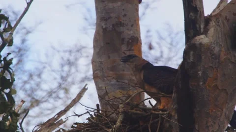 Crested Eagle feeding on prey in nest in Tambopata, Peru Stock Footage 316010911