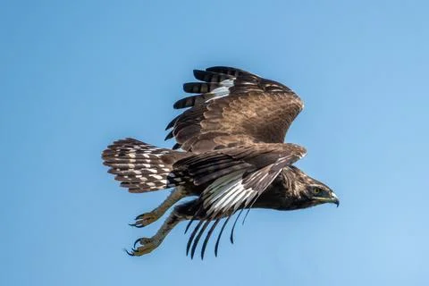 Crested Eagle in Flight Stock Photos