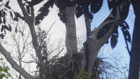 Crested Eagle flying from nest into forest in Tambopata, Peru Stock Footage 316010945