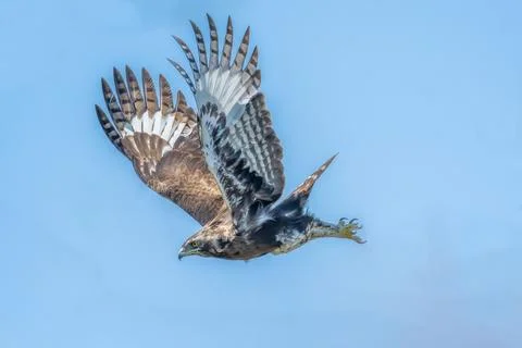 Crested Eagle - flying Stock Photos