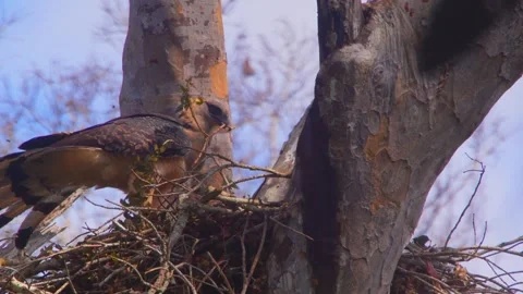 Crested Eagle landing with fresh branch on nest in Tambopata, Peru Stock Footage 316010308