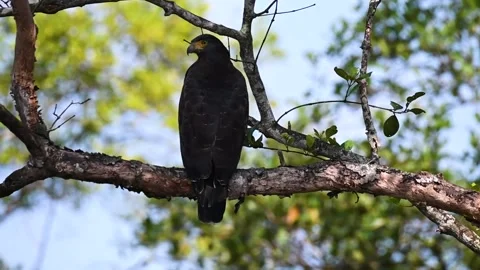 Crested eagle looking through the jungle from top to top Stock Footage 230945624