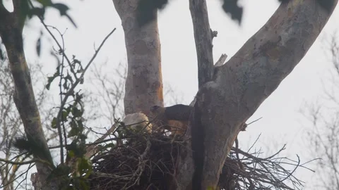 Crested Eagle Mother and Chick Feeding Together in Nest Stock Footage 316024728