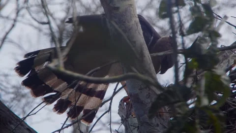 Crested Eagle Mother Cleaning Beak on Trunk with Tail Spread Stock Footage 316023271