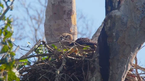 Crested Eagle Mother Interacting with Butterfly in Nest Stock Footage 316023117