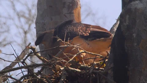 Crested Eagle Mother Jumping to Nest Edge Close-Up Stock Footage 316022667