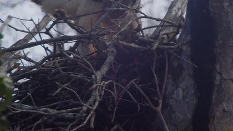 Crested Eagle Mother Jumping Toward Nest and Looking at Camera Stock Footage 316023036