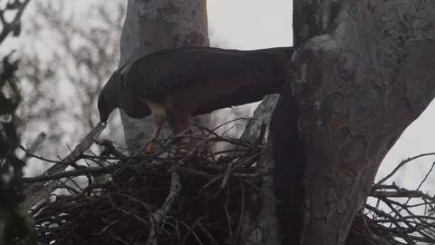 Crested Eagle Mother in Nest with Chick and Spines on Beak Stock Footage 316026695