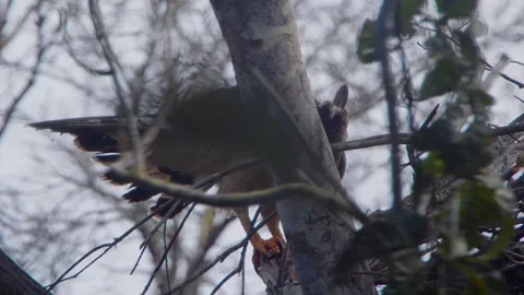Crested Eagle Mother Perched on Trunk Looking Down Stock Footage 316022679