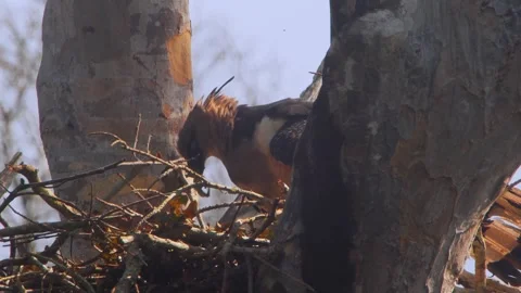 Crested Eagle Mother Picking Fresh Leaves in Nest Under Blue Sky Stock Footage 316022438