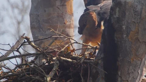 Crested Eagle Mother Repositioning Inside Nest Stock Footage 316023813