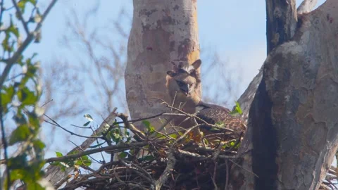 Crested Eagle Mother Sitting in Nest Crest Moved by Wind 스톡 동영상 316023292