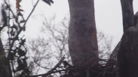 Crested Eagle Mother Taking Off from Nest in Rainforest Stock Footage 316024043