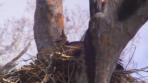 Crested Eagle on nest with chick and open beak in Tambopata, Peru Stock Footage 316010515
