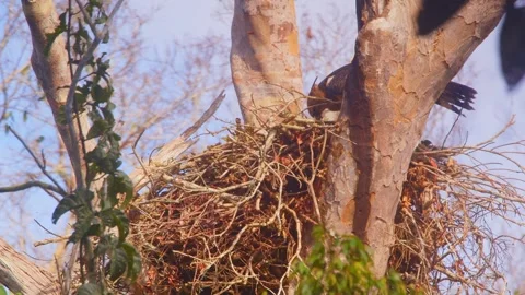 Crested Eagle on nest revealed with tilt up in Tambopata, Peru Stock Footage 316009607
