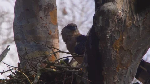 Crested Eagle perched on nest with chick moving in Tambopata, Peru Stock Footage 316010672