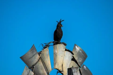 Crested eagle Stock Photos